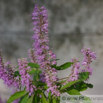 Elsholtzia stauntonii Chinesische Kammminze Mint Bush_1.jpg