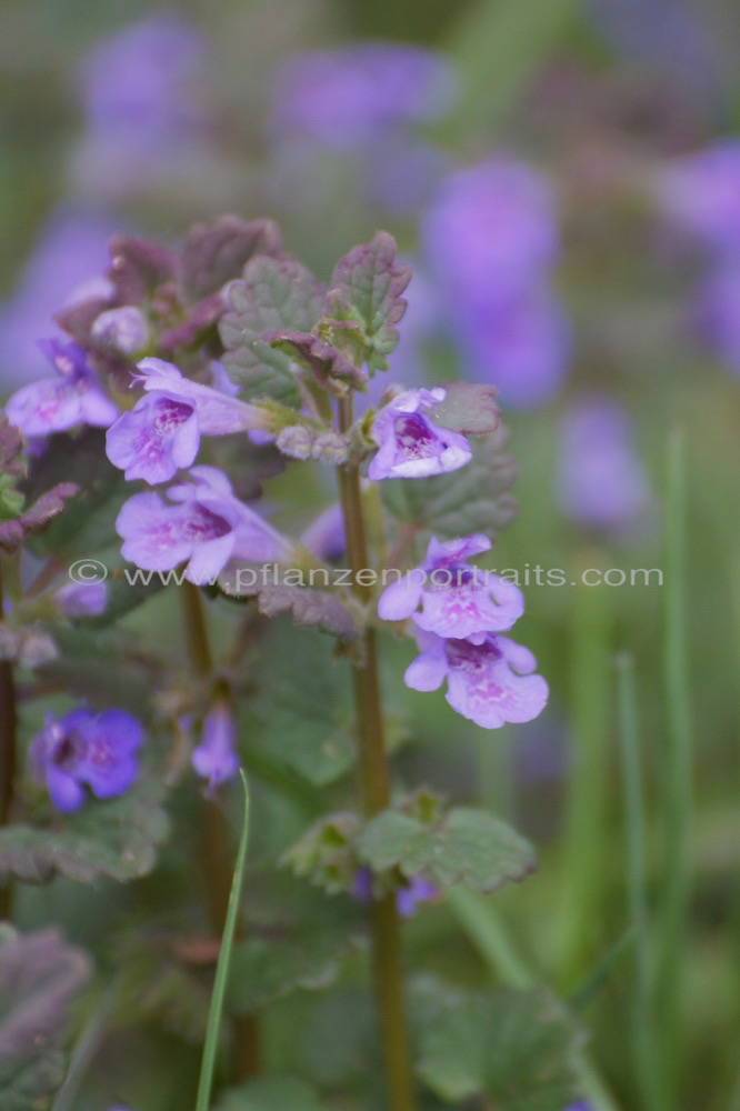 Glechoma hederaceae Gewoehnlicher Gunderman Alehoof_Ground Ivy 2.jpg