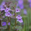 Glechoma hederaceae Gewoehnlicher Gunderman Alehoof_Ground Ivy 2.jpg