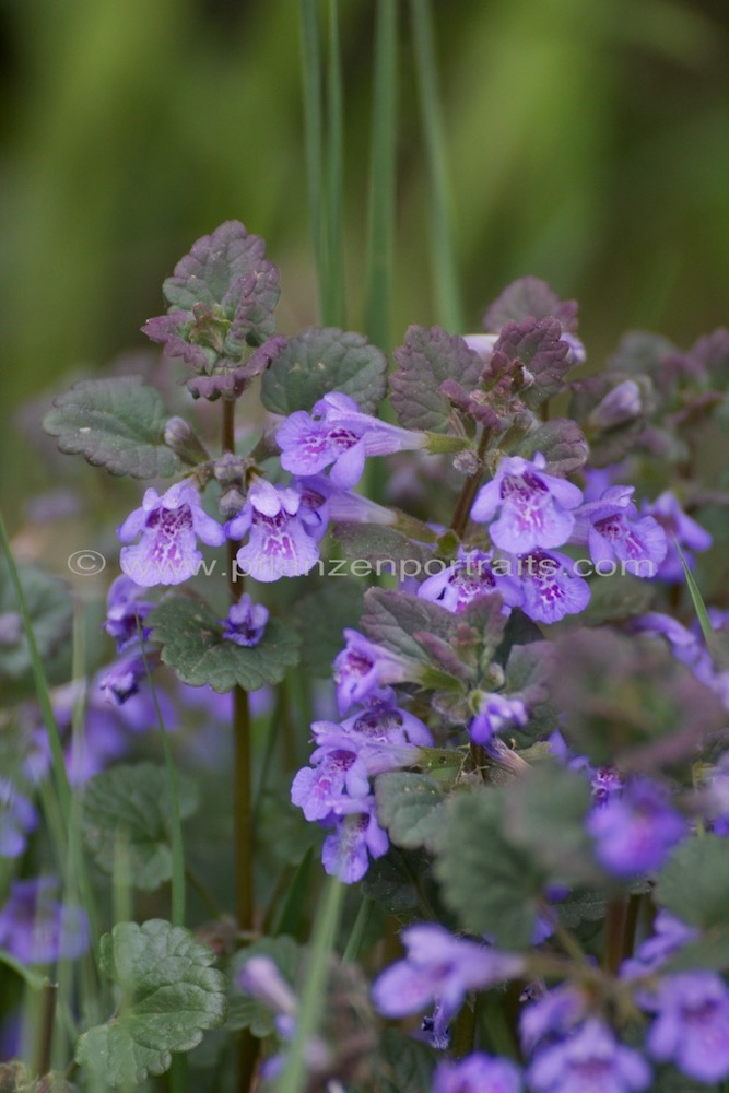 Glechoma hederaceae Gewoehnlicher Gunderman Alehoof_Ground Ivy.jpg