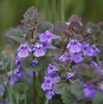 Glechoma hederaceae Gewoehnlicher Gunderman Alehoof_Ground Ivy.jpg