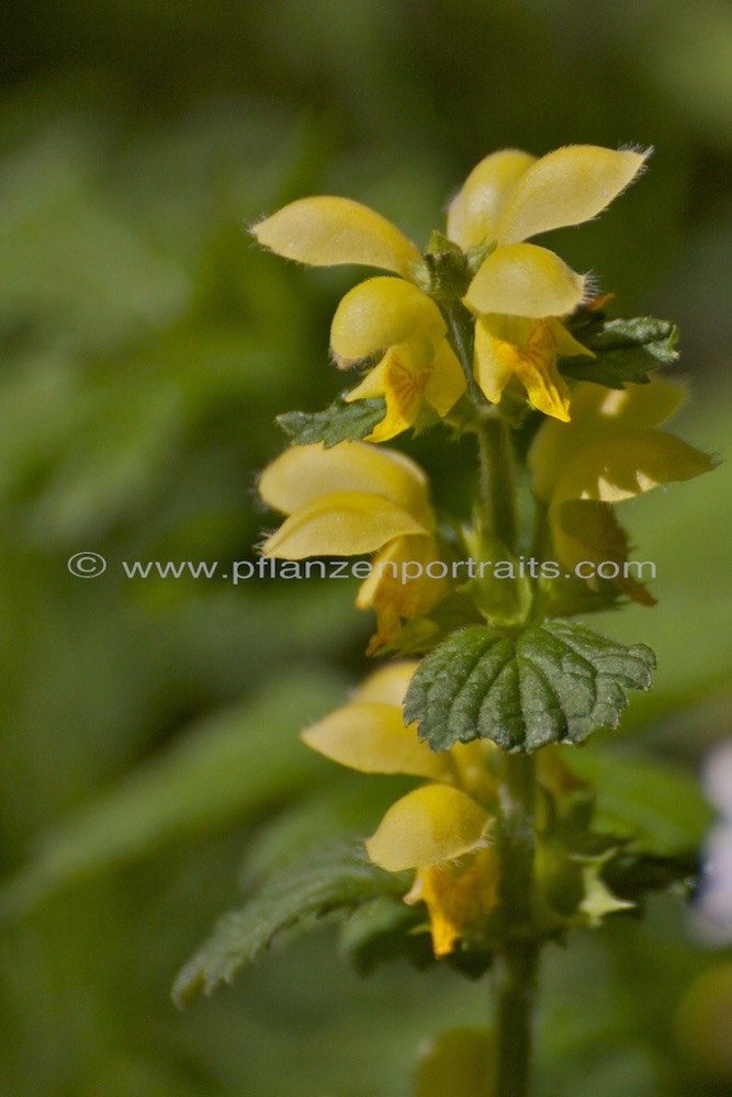 Lamiastrum galeobdolon Echte Goldnessel Yellow Archangel 2.jpg