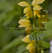 Lamiastrum galeobdolon Echte Goldnessel Yellow Archangel 2.jpg