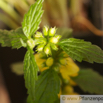 Lamiastrum galeobdolon Echte Goldnessel Yellow Archangel 3.jpg