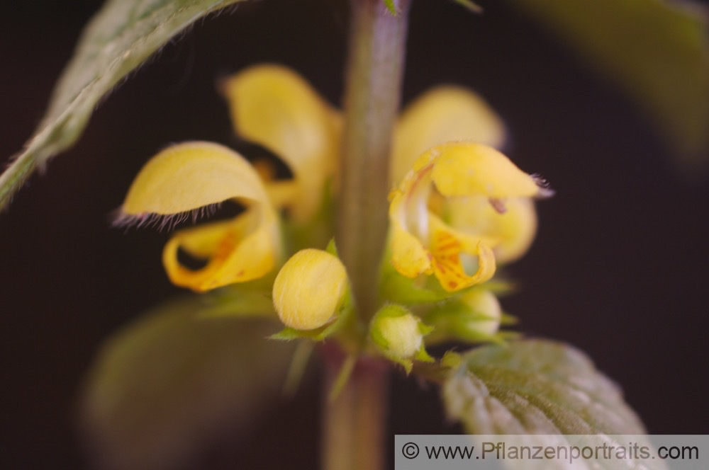 Lamiastrum galeobdolon Echte Goldnessel Yellow Archangel.jpg