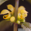 Lamiastrum galeobdolon Echte Goldnessel Yellow Archangel.jpg