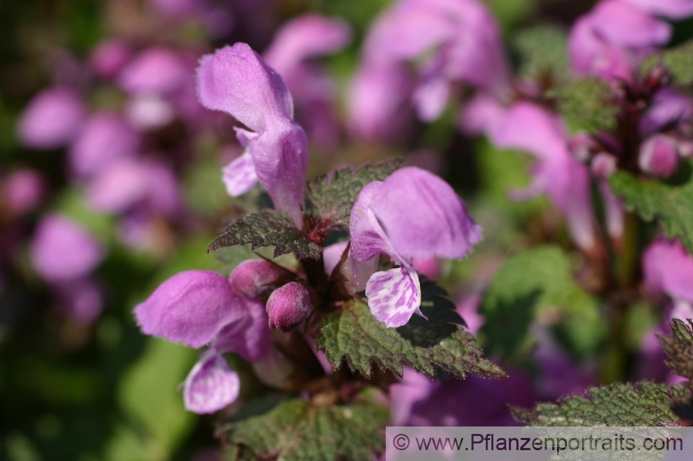 Lamium maculatum Gefleckte Taubnessel Spotted Dead Nettle 2.jpg