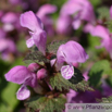 Lamium maculatum Gefleckte Taubnessel Spotted Dead Nettle 2.jpg