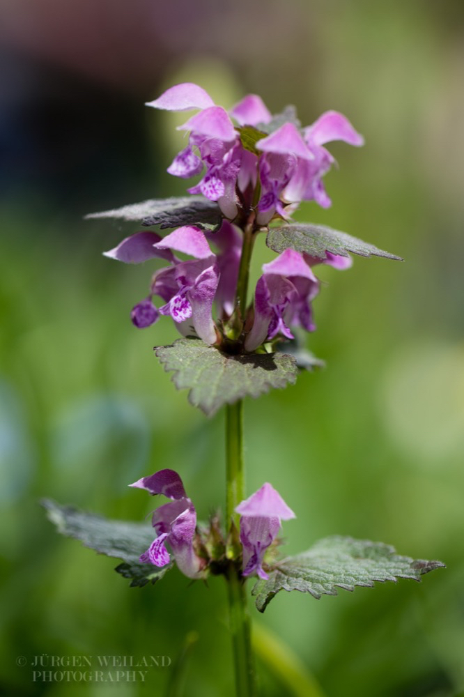 Lamium maculatum Gefleckte Taubnessel Spotted Dead Nettle.jpg