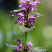 Lamium maculatum Gefleckte Taubnessel Spotted Dead Nettle.jpg