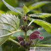 Lamium orvala Grossbluetige Taubnessel Giant Dead Nettle 2.jpg