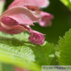 Lamium orvala Grossbluetige Taubnessel Giant Dead Nettle 3.jpg