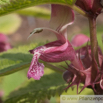 Lamium orvala Grossbluetige Taubnessel Giant Dead Nettle.jpg