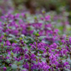 Lamium purpureum Rote Taubnessel Purple Deadnettle.jpg