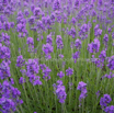 Lavandula angustifolia Echter Lavendel English Lavender 1.jpg