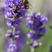 Lavandula angustifolia Echter Lavendel English Lavender 2.jpg