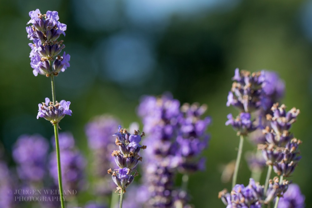 Lavandula angustifolia Echter Lavendel English Lavender 3.jpg