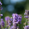 Lavandula angustifolia Echter Lavendel English Lavender 3.jpg