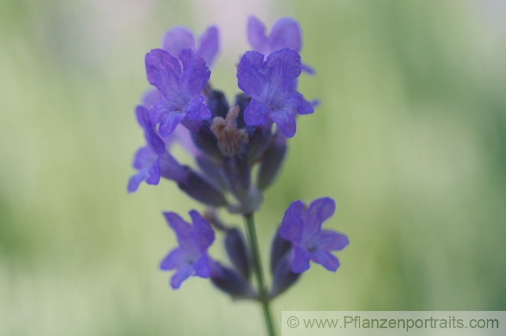 Lavandula angustifolia Echter Lavendel English Lavender 4.jpg