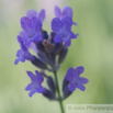 Lavandula angustifolia Echter Lavendel English Lavender 4.jpg