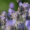 Lavandula angustifolia Echter Lavendel English Lavender 5.jpg