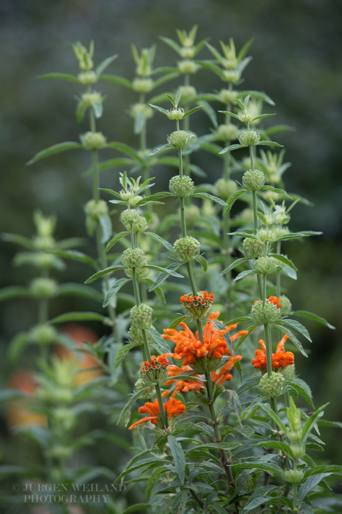 Leonotis leonorus Lions tail Wild dagga.jpg