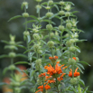 Leonotis leonorus Lions tail Wild dagga.jpg