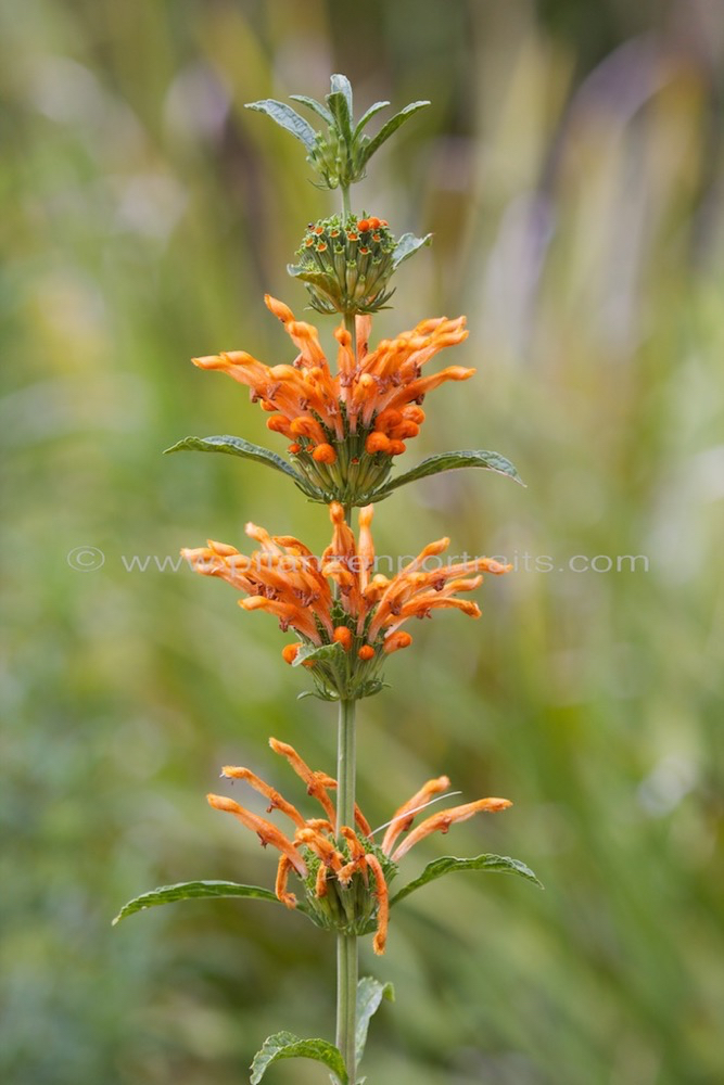 Leonotis leonurus Wild Dagga Duiwelstabak 2.jpg