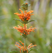 Leonotis leonurus Wild Dagga Duiwelstabak 2.jpg