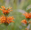 Leonotis leonurus Wild Dagga Duiwelstabak 3.jpg