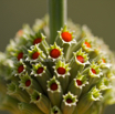 Leonotis leonurus Wild Dagga Duiwelstabak 4.jpg