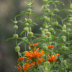 Leonotis leonurus Wild Dagga Duiwelstabak 5.jpg