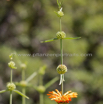 Leonotis leonurus Wild Dagga Duiwelstabak.jpg