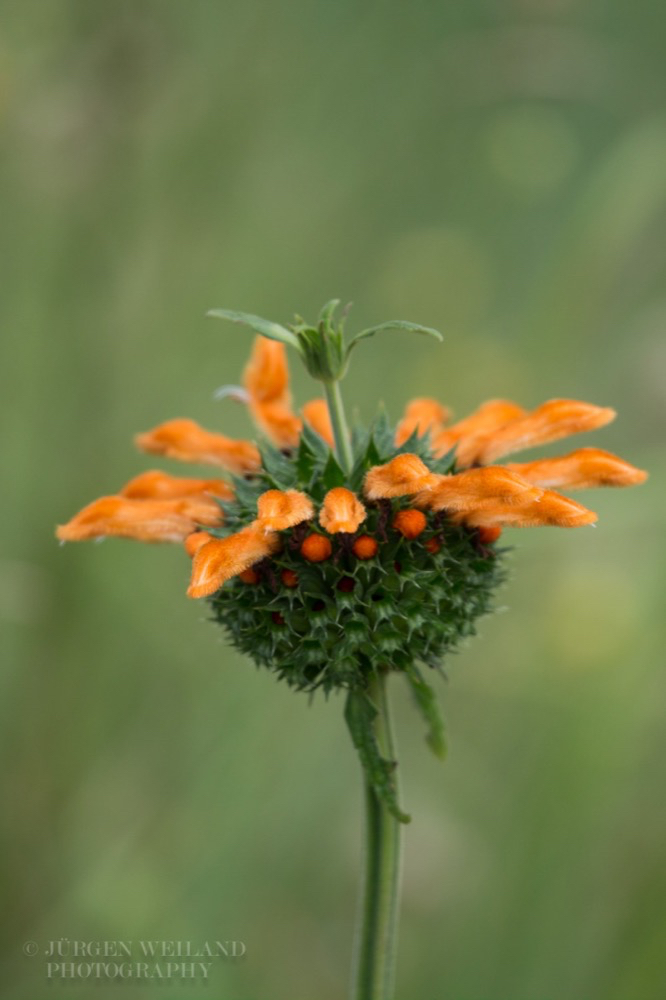 Leonotis nubia Wild Dagga.jpg