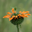 Leonotis nubia Wild Dagga.jpg