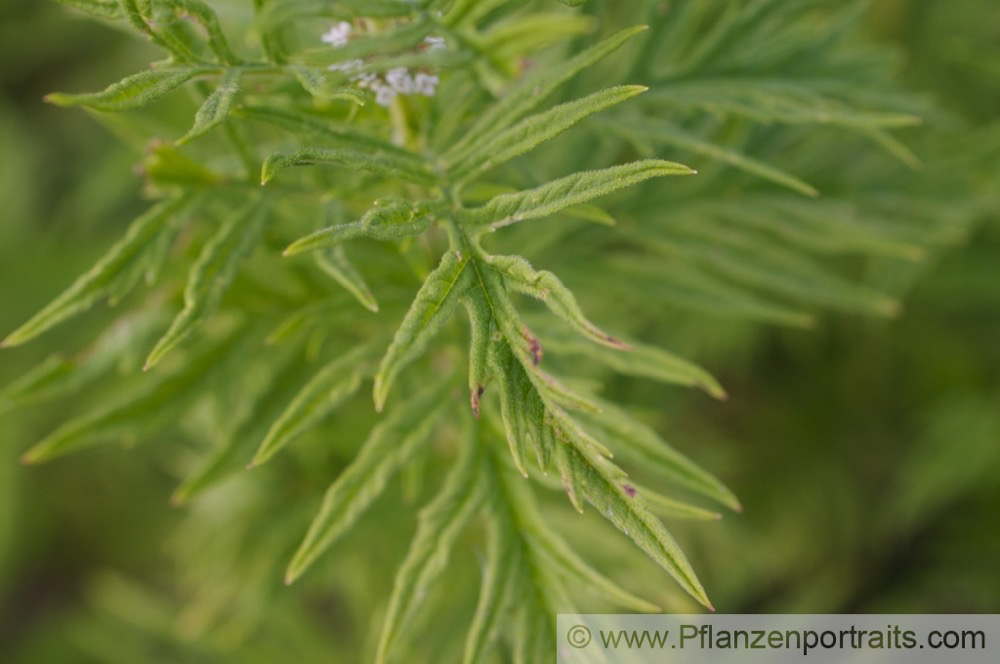 Lycopus europeus Ufer Wolfstrapp Bugleweed Gypsywort.jpg