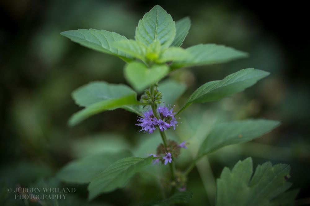 Mentha arvensis Ackerminze Wild mint.jpg