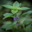 Mentha arvensis Ackerminze Wild mint.jpg