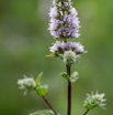 Mentha x piperita Pfefferminze Peppermint.jpg