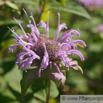 Monarda fistulosa Spaete Indianernessel Bee Balm 2.jpg