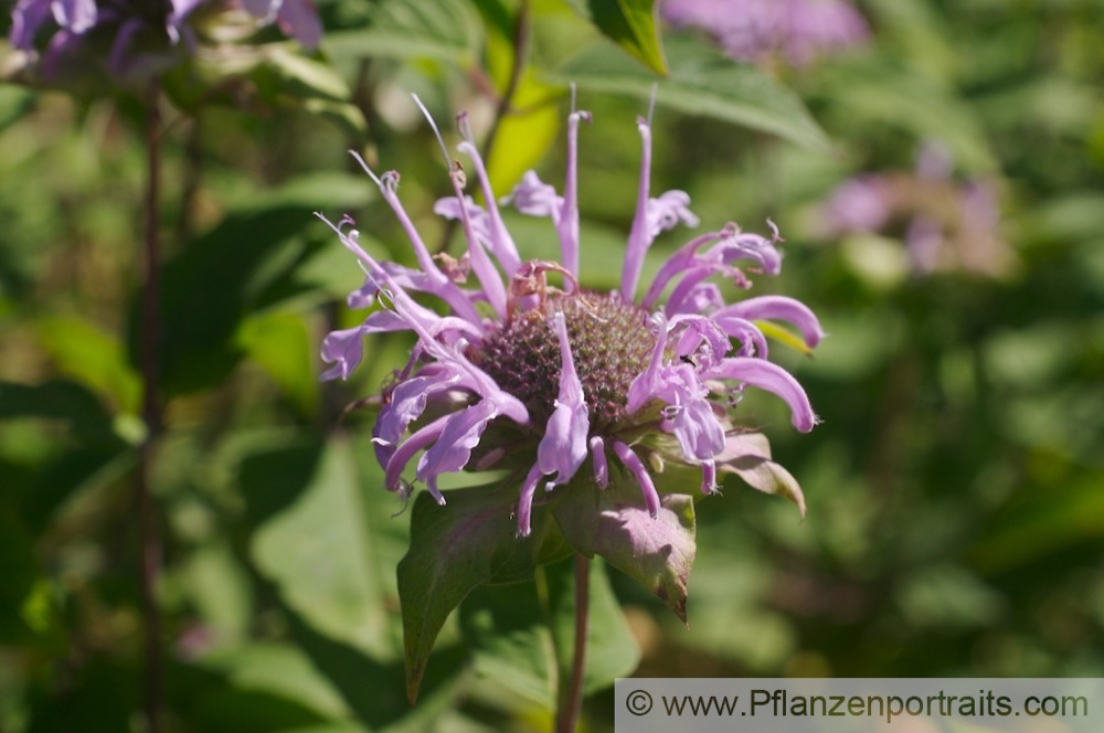 Monarda fistulosa Spaete Indianernessel Bee Balm 3.jpg