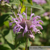 Monarda fistulosa Spaete Indianernessel Bee Balm 3.jpg