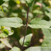 Monarda fistulosa Spaete Indianernessel Bee Balm.jpg