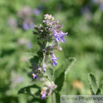 Nepeta faassenii Blaue Katzenminze Catmint 2.jpg