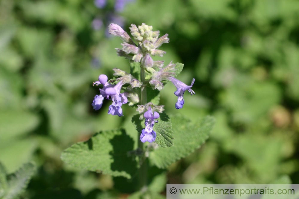 Nepeta faassenii Blaue Katzenminze Catmint.jpg