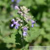 Nepeta faassenii Blaue Katzenminze Catmint.jpg