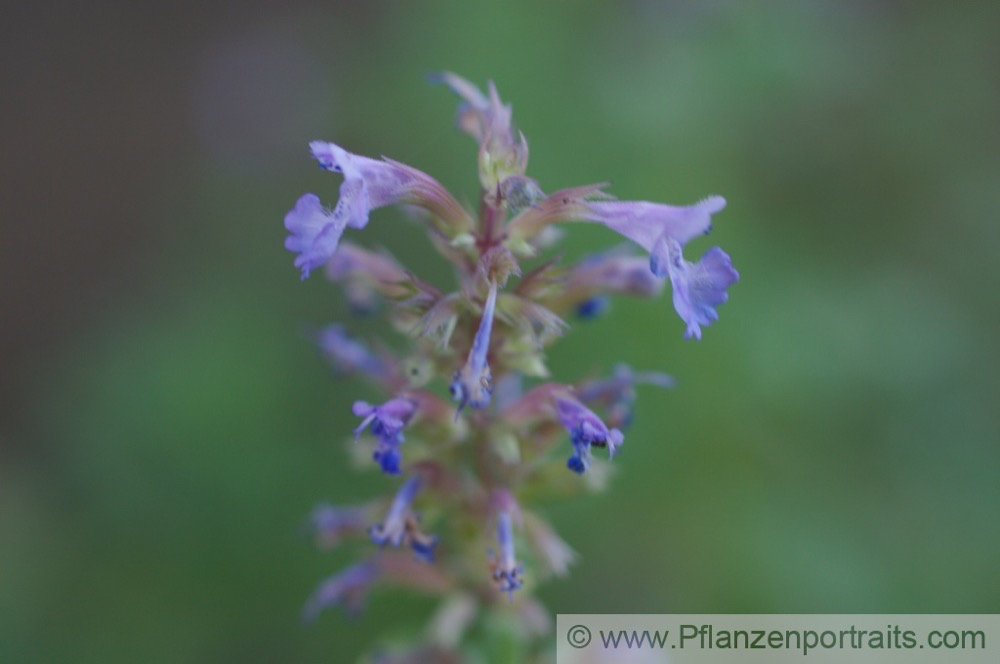 Nepeta grandiflora Grossblütige Katzenminze Cat Mint. 2.jpg