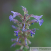 Nepeta grandiflora Grossblütige Katzenminze Cat Mint. 2.jpg