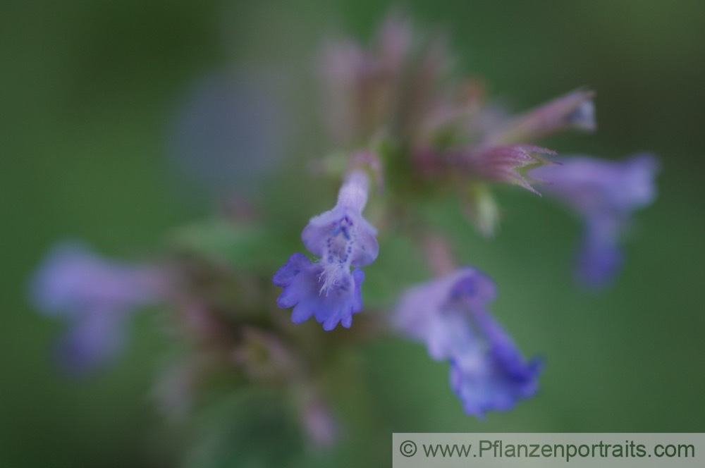 Nepeta grandiflora Grossblütige Katzenminze Cat Mint.jpg