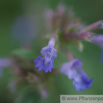 Nepeta grandiflora Grossblütige Katzenminze Cat Mint.jpg